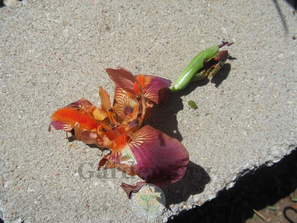 something eating my iris buds in the Irises forum
