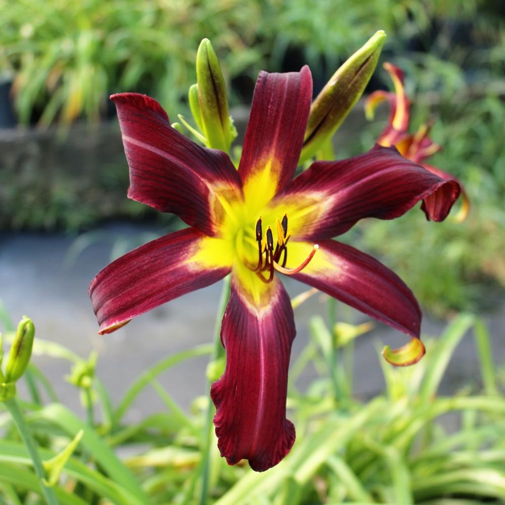 Daylily (Hemerocallis 'Rainbow Butterfly') in the Daylilies Database