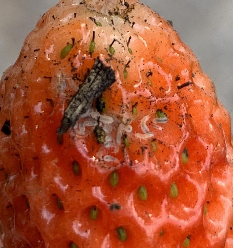 White larvae in soil and eating strawberries in the Pests and Diseases