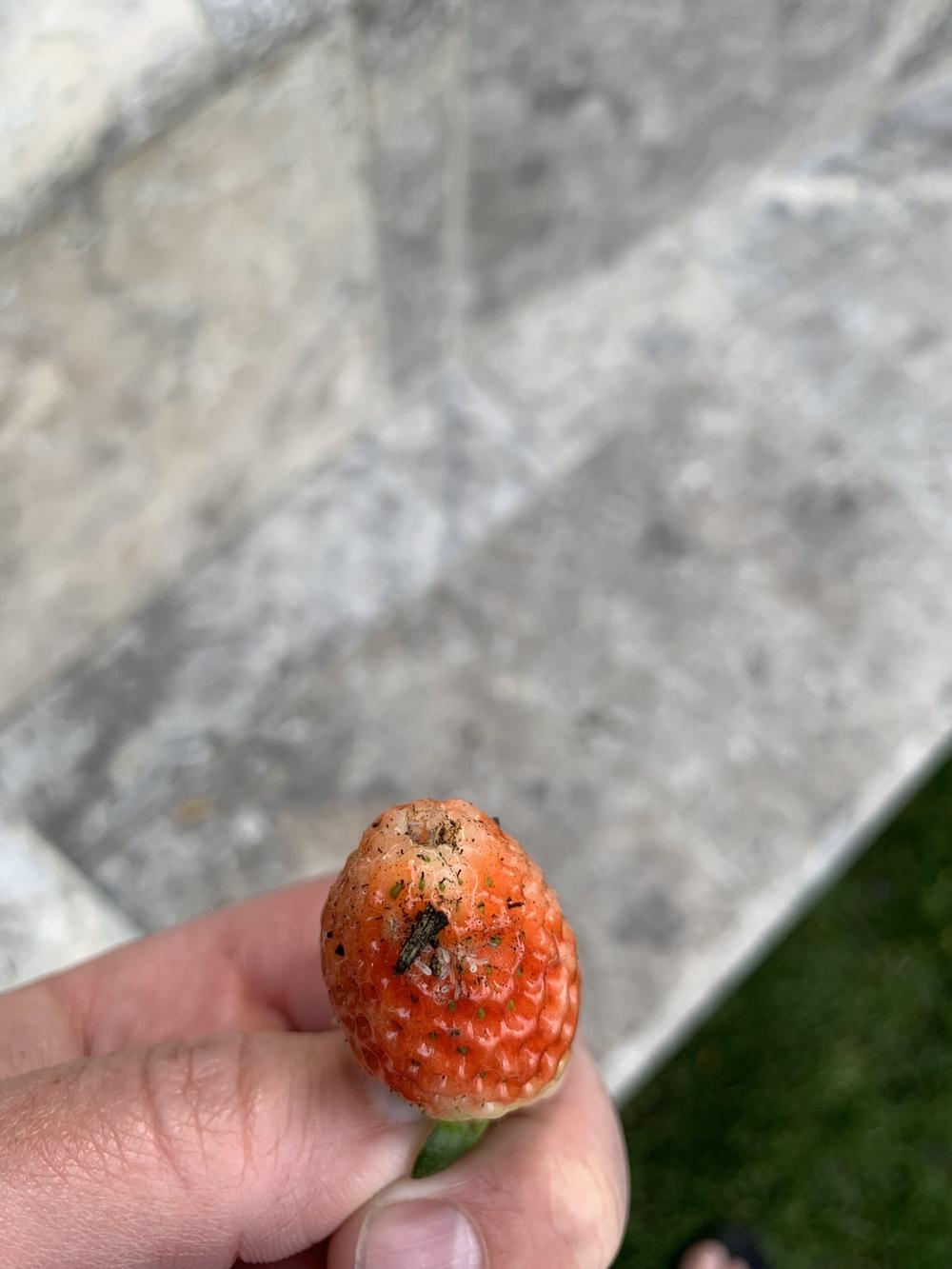 White larvae in soil and eating strawberries in the Pests and Diseases