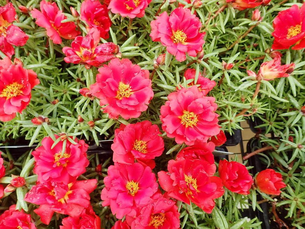 Moss Rose (Portulaca grandiflora Happy Hour™ Deep Red)