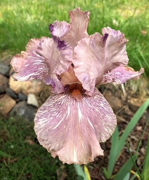 Photo of the bloom of Border Bearded Iris (Iris &lsquo;Baboon Bottom&rsquo;) posted