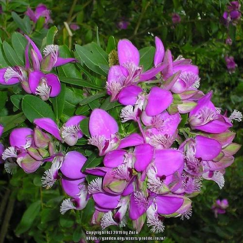 Sweet Pea Bush (Polygala myrtifolia 'Grandiflora')