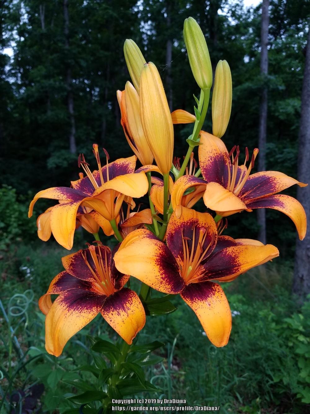 Lily (Lilium 'Cafe Frappe') in the Lilies Database