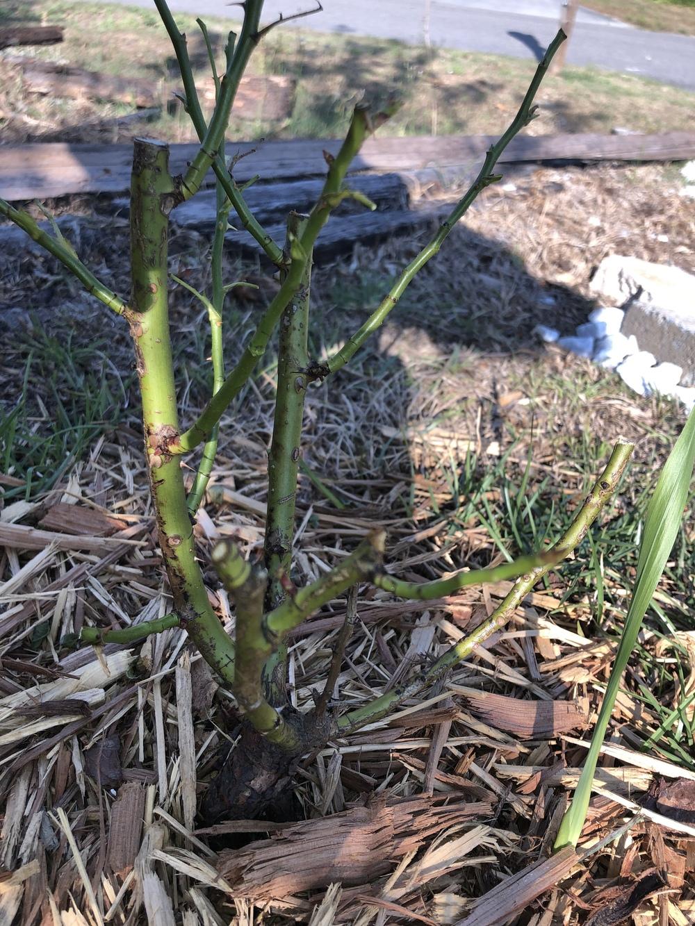 Are my roses dead/dying? in the Roses forum