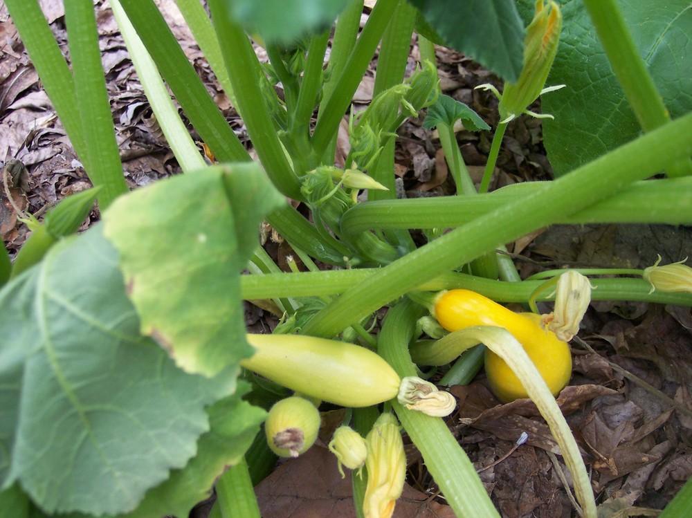 Summer SquashCrookneck (Cucurbita pepo 'Summerpac') in the Gourds