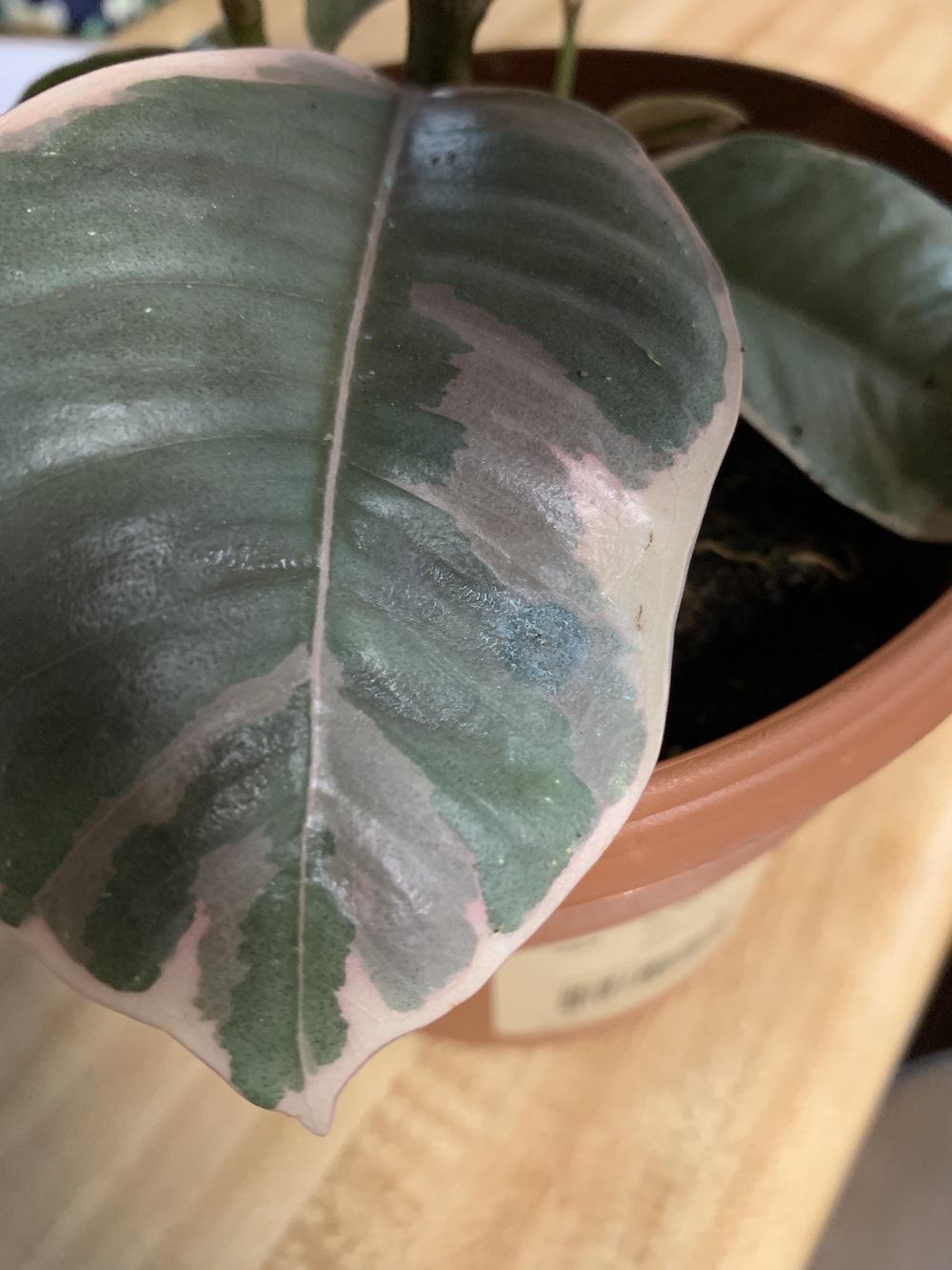Fungus on Rubber Tree? in the Ask a Question forum