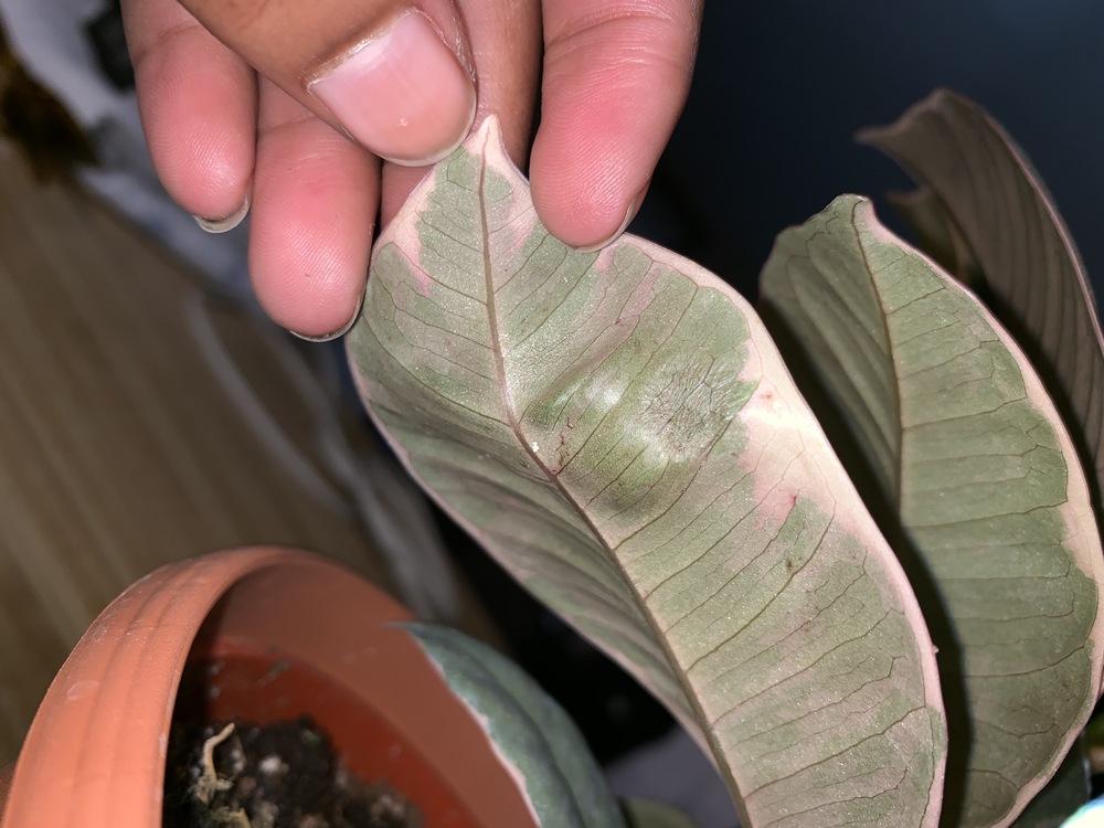 Fungus on Rubber Tree? in the Ask a Question forum