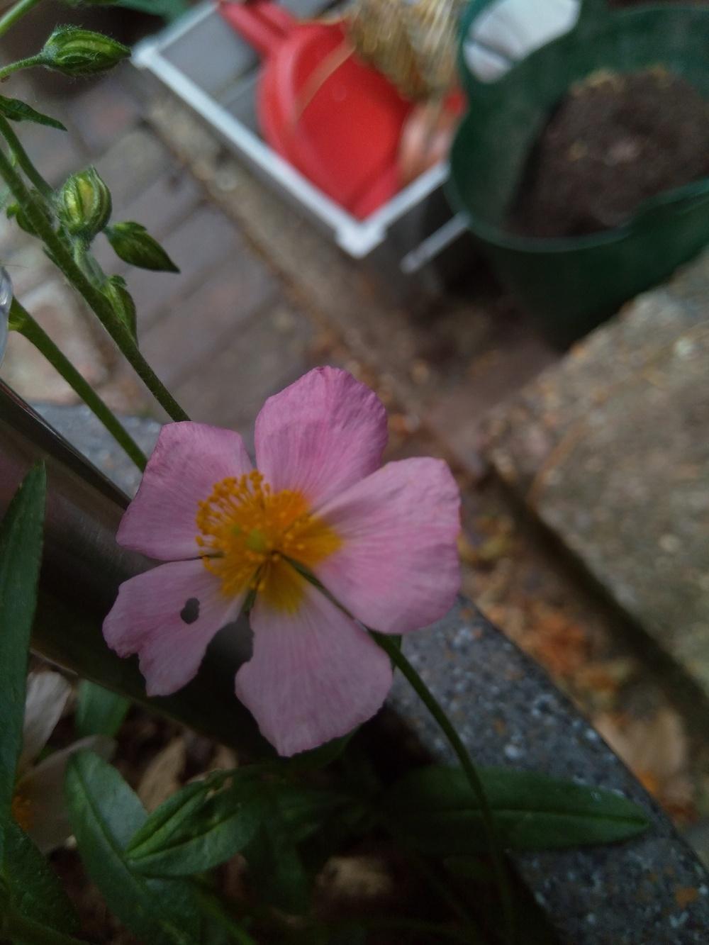 Plant Id Forum Pink Flower Yellow Centre Garden Org