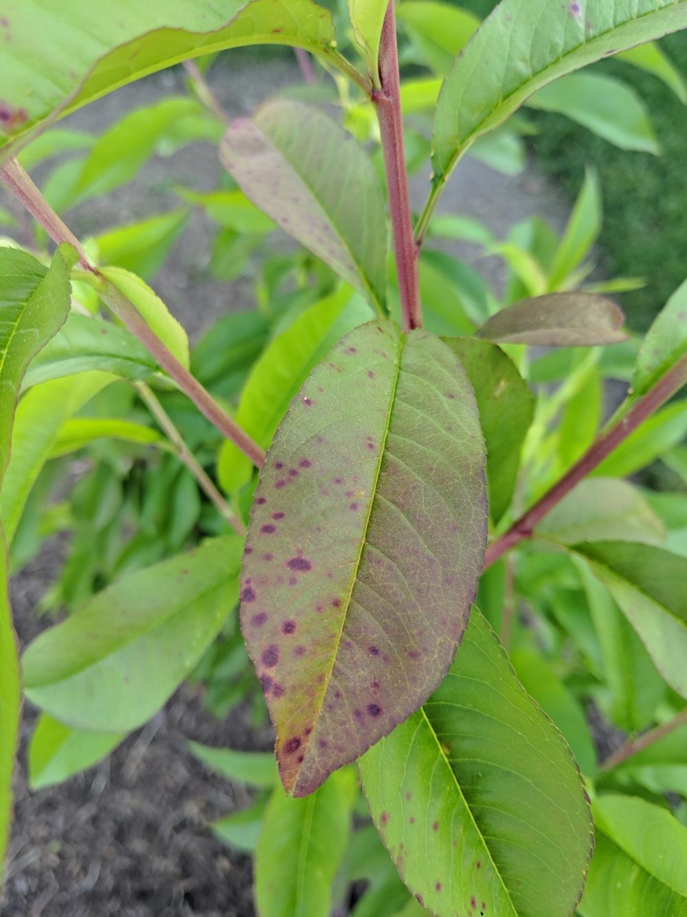 Ask A Question Forum Peach Leaves With Reddish Brown Spots Garden Org