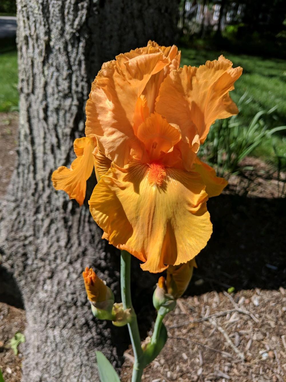 Tall Bearded Iris (Iris 'Savannah Sunset') in the Irises Database