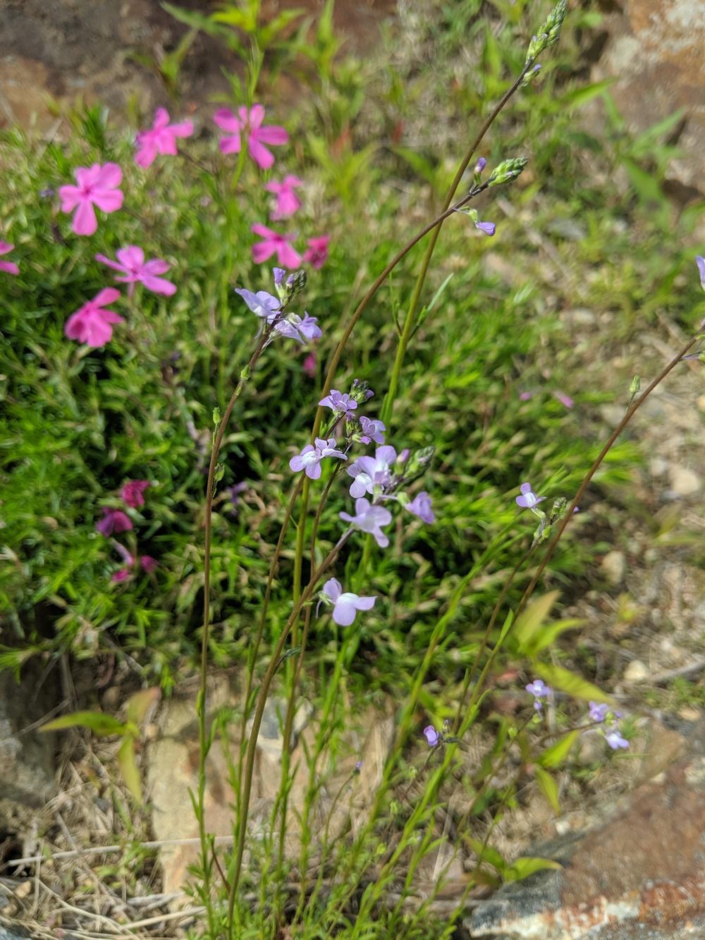 Weed with purple flowers in the Plant ID forum