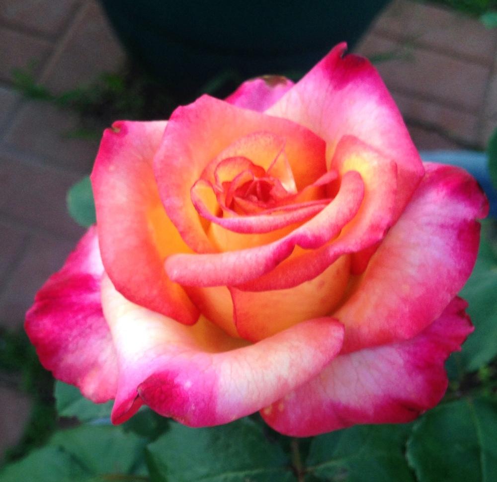 Dream Come True Rose in the Roses forum