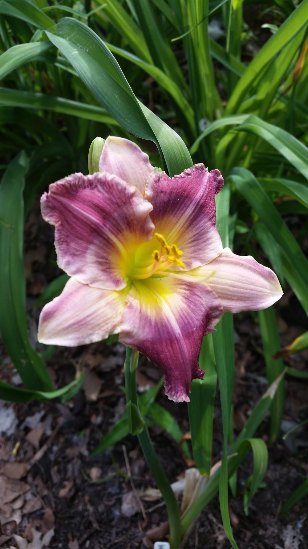 Daylily (Hemerocallis 'Mixed Berry Jam') in the Daylilies Database