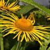 Inula helenium Elecampane 001 Inula helenium Elecampane 001