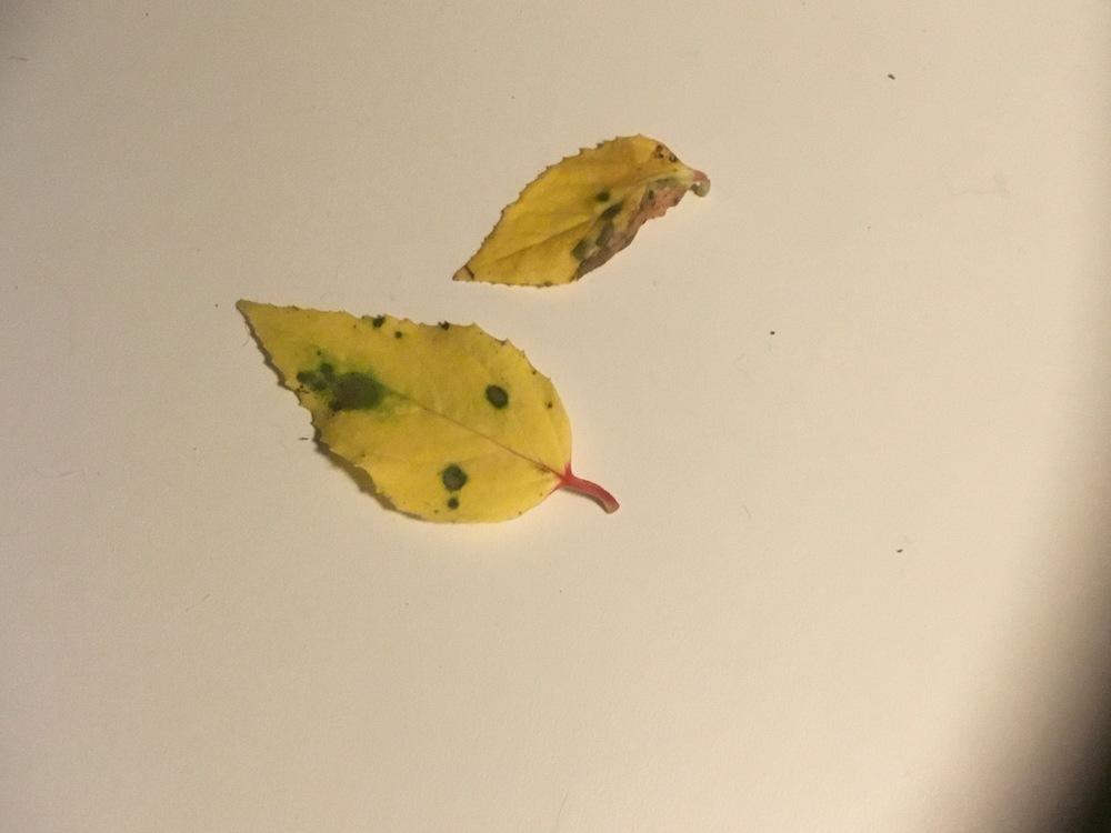 Yellowing leaves with spots on hanging fuchsia in the Ask a Question