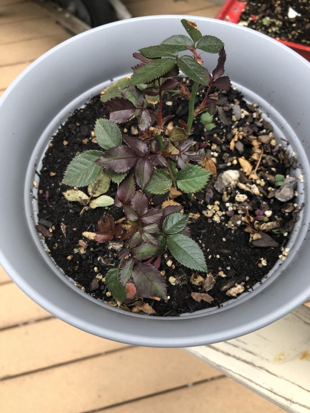 Is my mini rose dying? in the Ask a Question forum