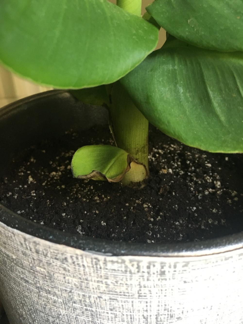 Dwarf Banana Houseplant Help in the Ask a Question forum