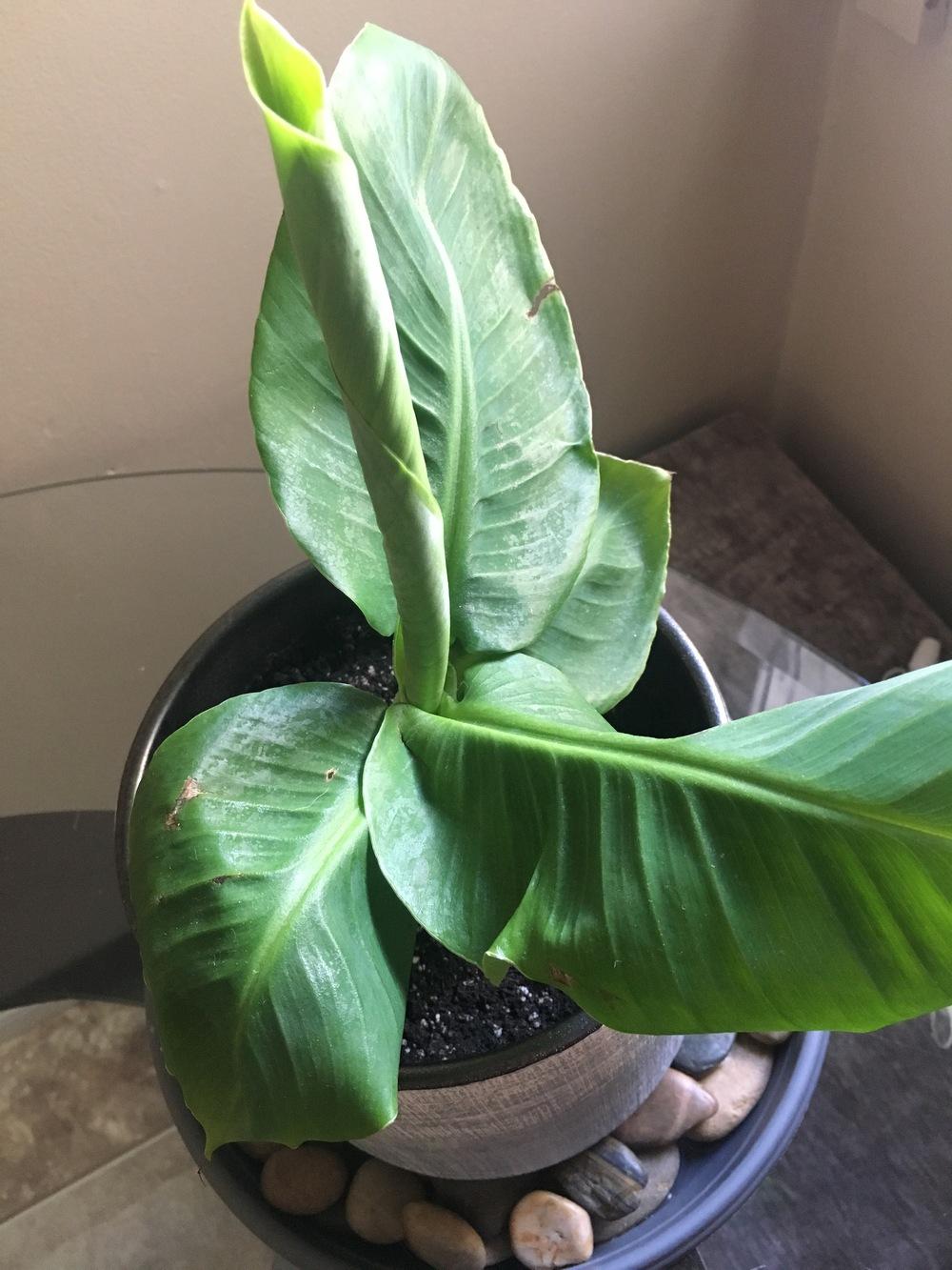 Dwarf Banana Houseplant Help in the Ask a Question forum