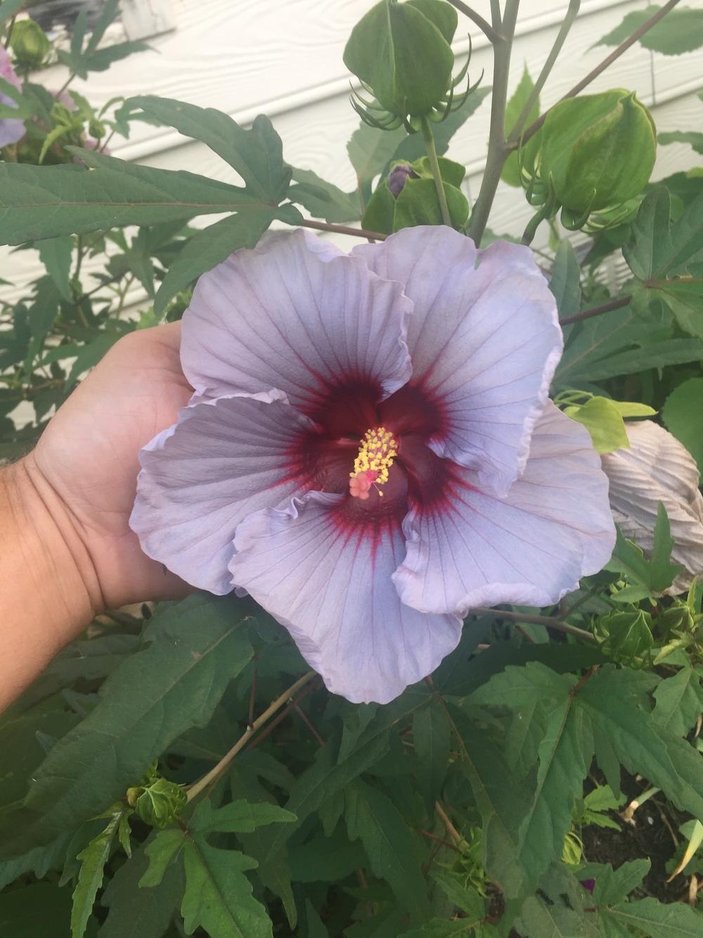 Bugs eating hibiscus blooms in the Hibiscus forum