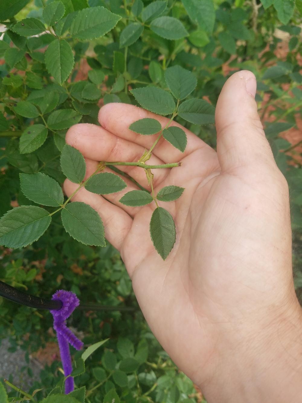 Dr. Huey rootstock in the Roses forum