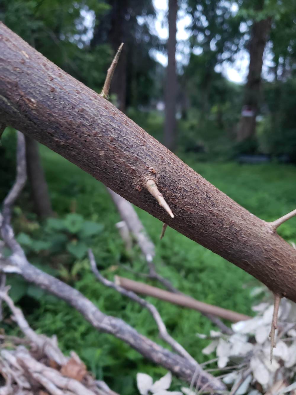 Identifying thorned tree in the Plant ID forum - Garden.org