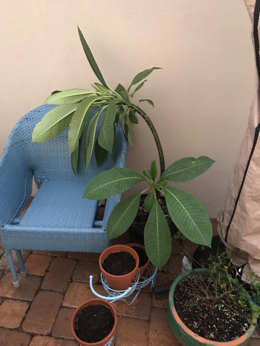 Plumeria droop in the Ask a Question forum