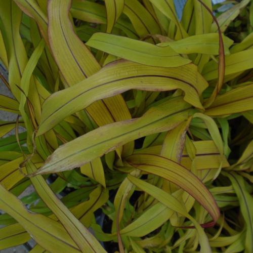 Millet (Panicum 'Copper Prince')