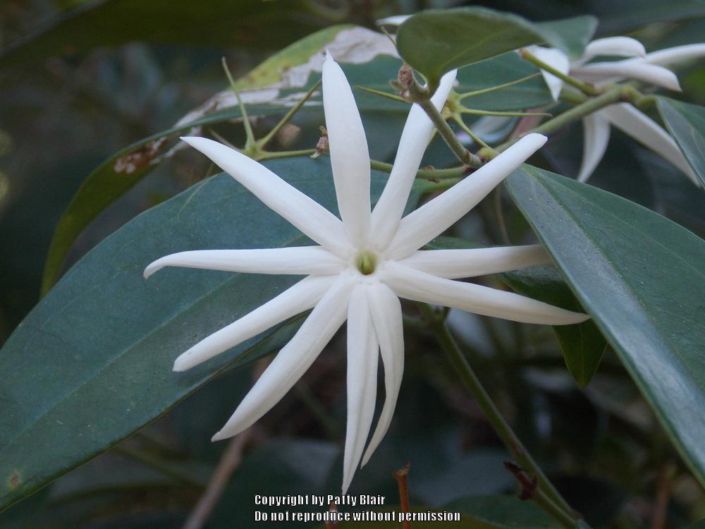 Star Jasmine vine has never flowered in the Ask a Question forum