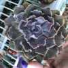 Already needs potting up