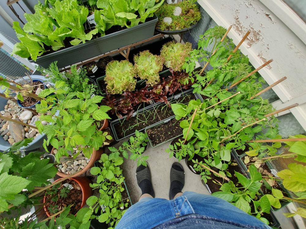 Can you grow vegetables in a 36"X24"X8" tub? in the Containers forum