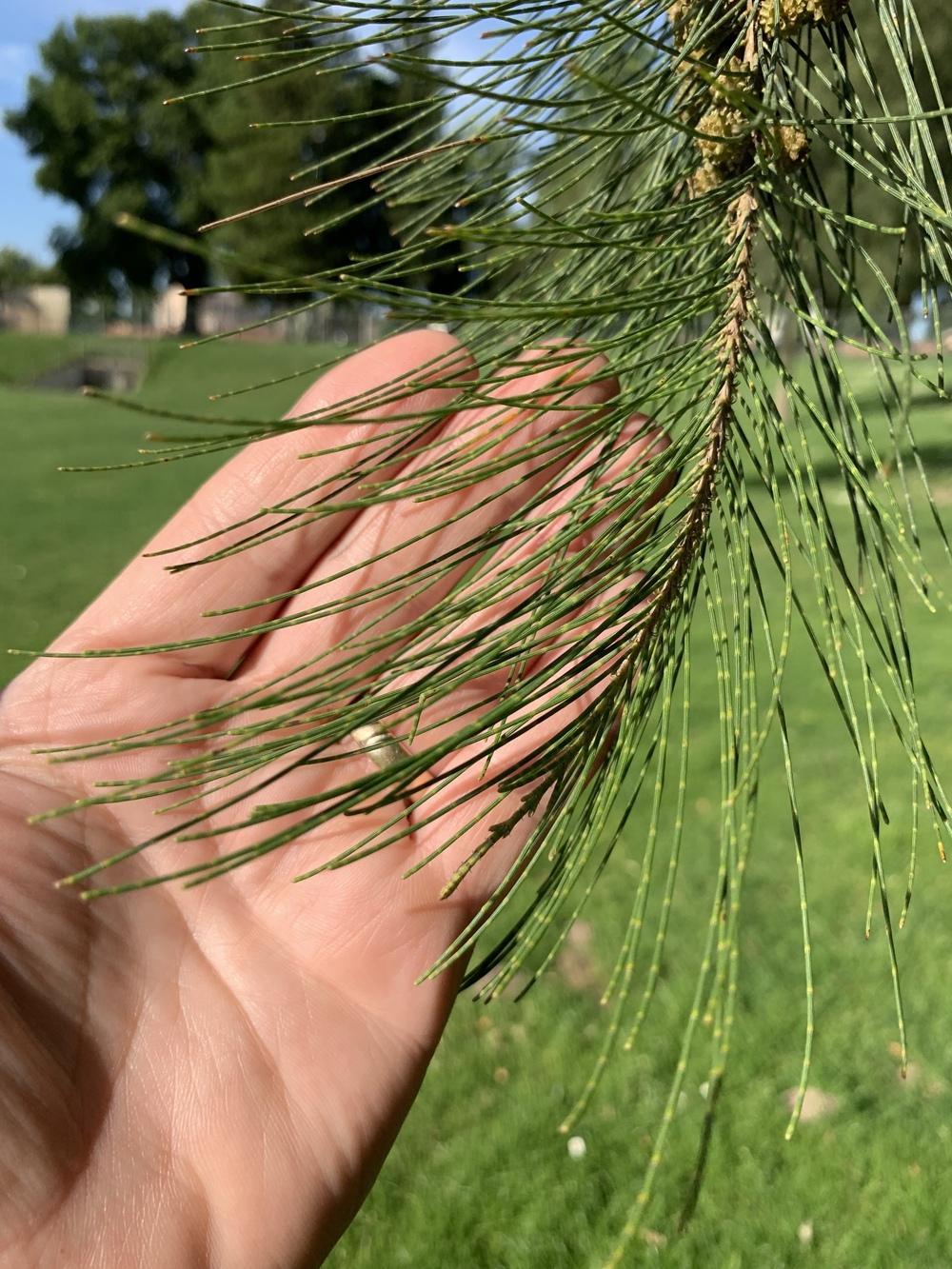 Plant ID forum: Pine tree ID? - Garden.org