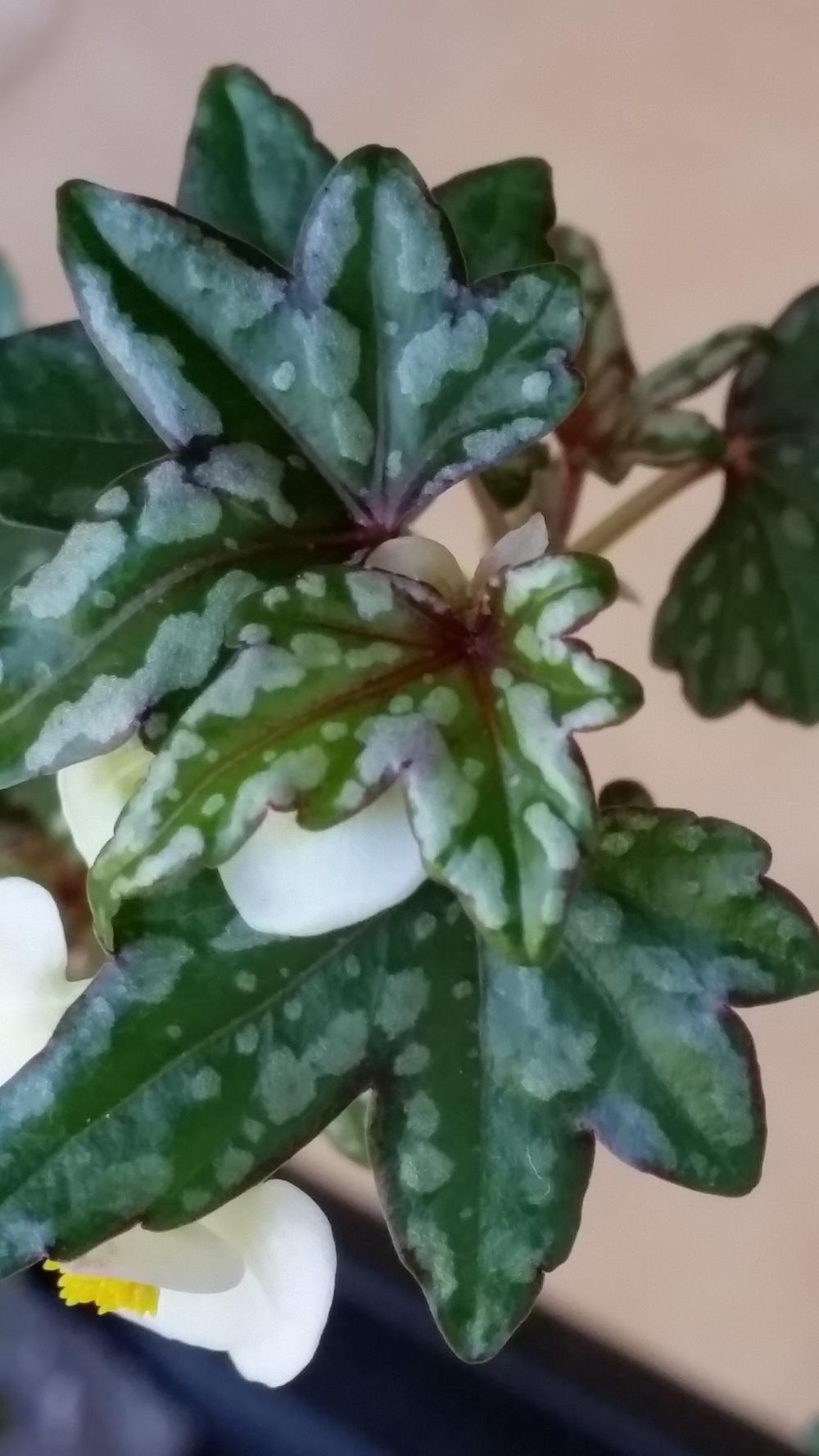 Begonia (Begonia dregei 'Glasgow') in the Begonias Database