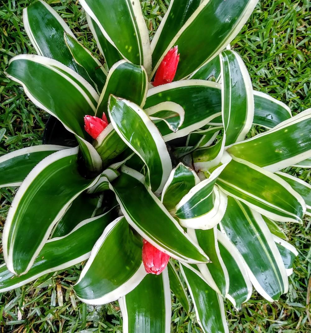Photo of the entire plant of Bromeliad (Billbergia pyramidalis 'Kyoto