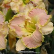 Location: Ed Burton, NE WisconsinDate: 2014-07-26OLYMPUS DIGITAL CAMERA