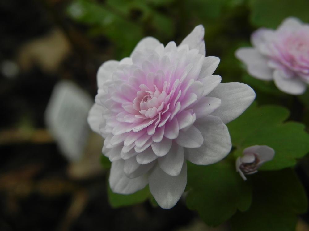 Plant photo