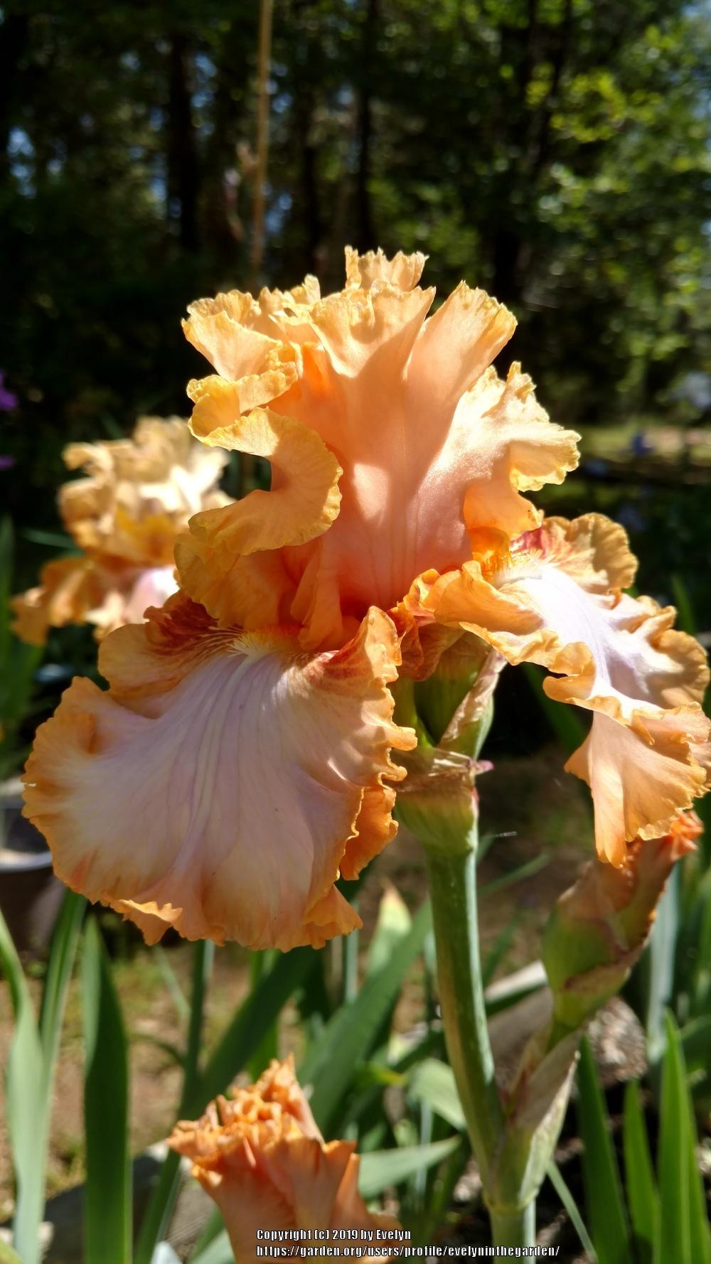Tall Bearded Iris (Iris 'Orange Toffee') in the Irises Database