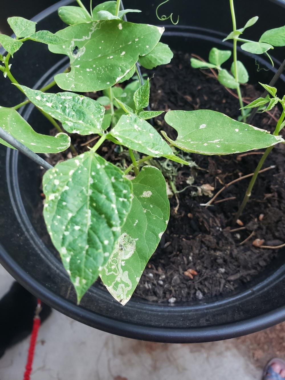 White spot on bean leaves in the Ask a Question forum