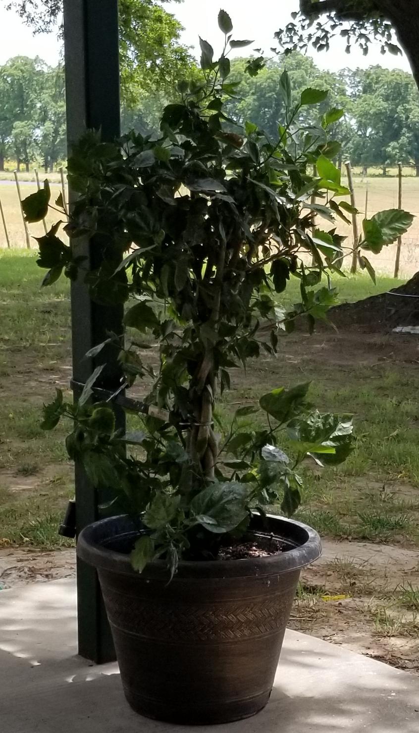 Hibiscus won't bloom in the Ask a Question forum