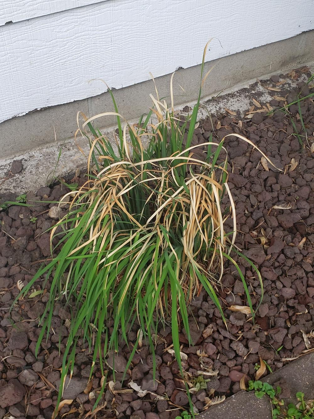 Why are my Siberian iris turning yellow? in the Irises forum