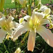 Location: SE MichiganDate: 2018-07-25