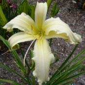 Location: SE MichiganDate: 2017-07-15