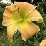 Location: My garden, Baltimore MDDate: 2019-06-16