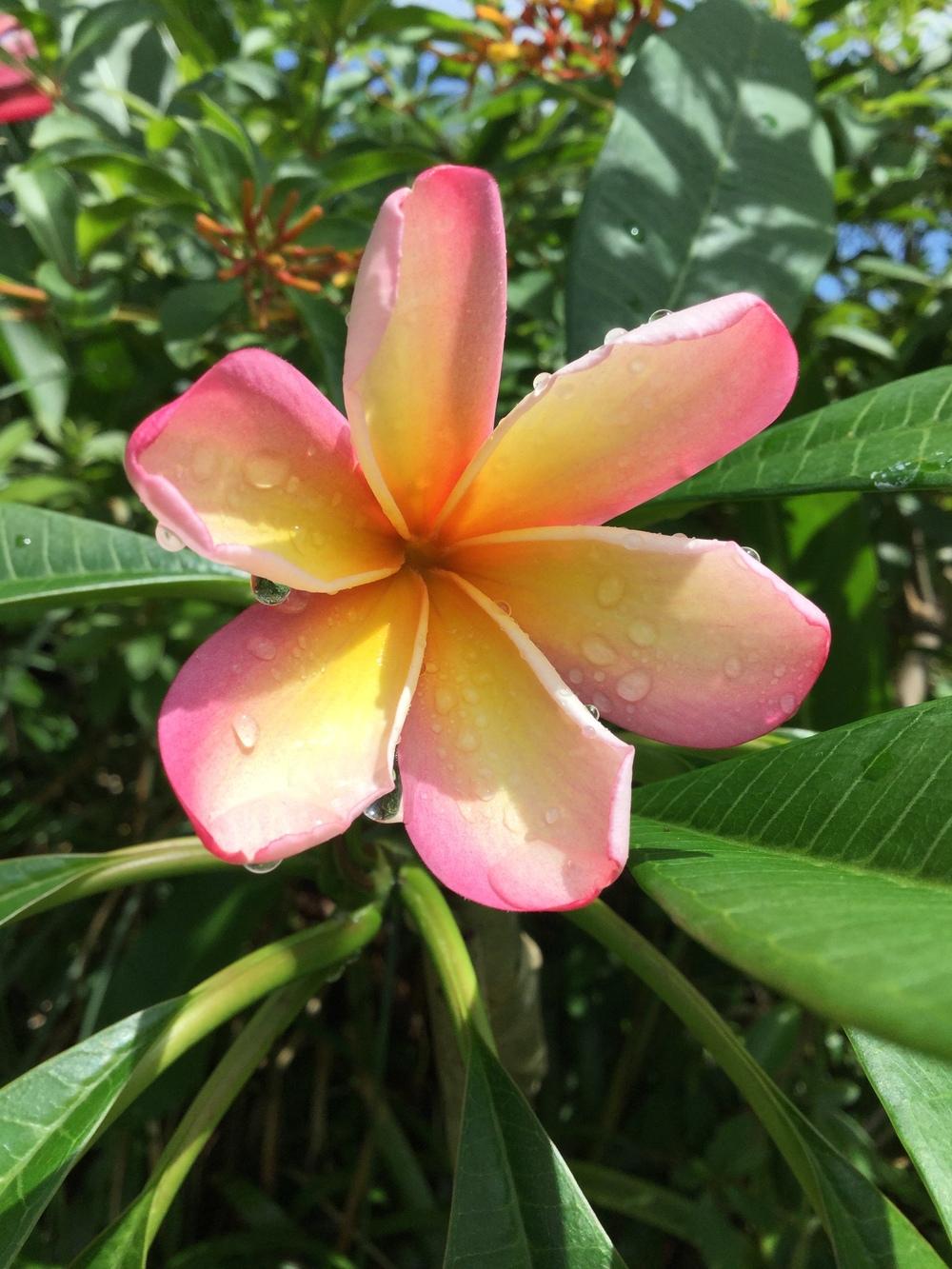 Plumeria forum: Blooming plumeria from our yard this year ...