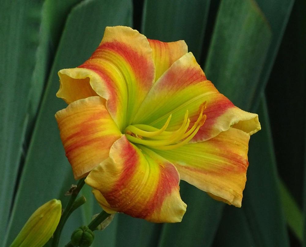 Daylily (Hemerocallis 'Cat Ballou') in the Daylilies Database