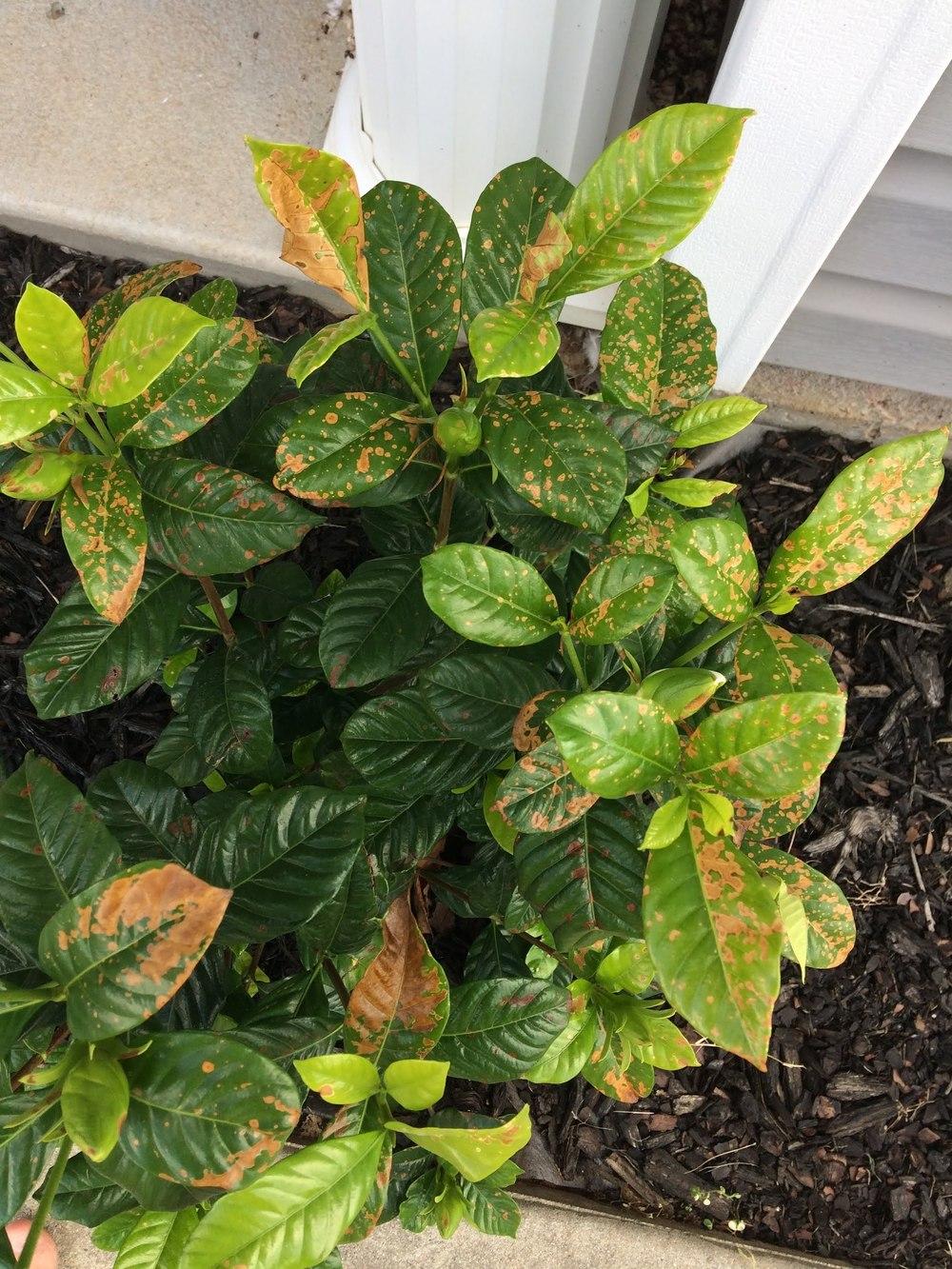 Ask A Question Forum Accidentally Sprayed Spectracide Weed And Grass Killer Onto Tree And Plants Garden Org