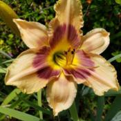 Location: all photos from my gardenDate: 6/17/2019