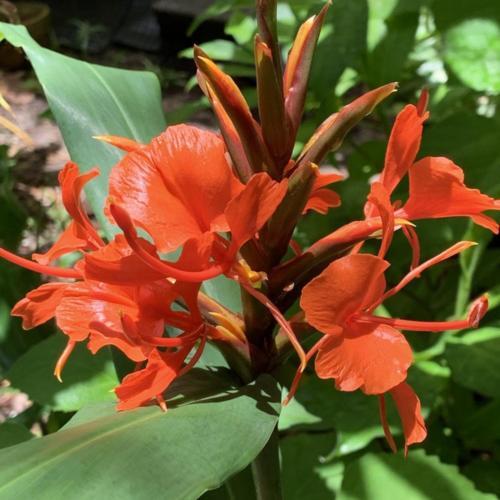 Ginger Lily (Hedychium deceptum) in the Ginger Lilies Database