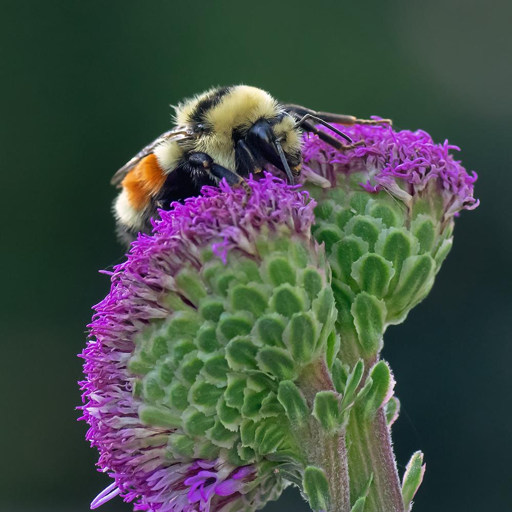 Plant photo
