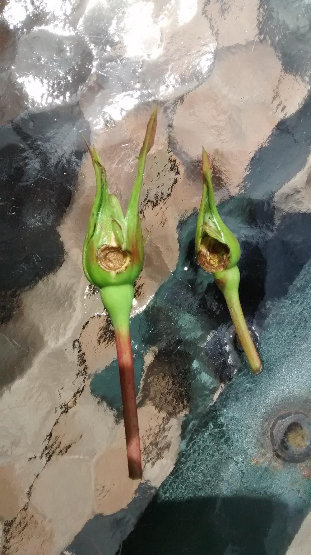 Closed rose buds are being partially eaten. But by what? in the Roses